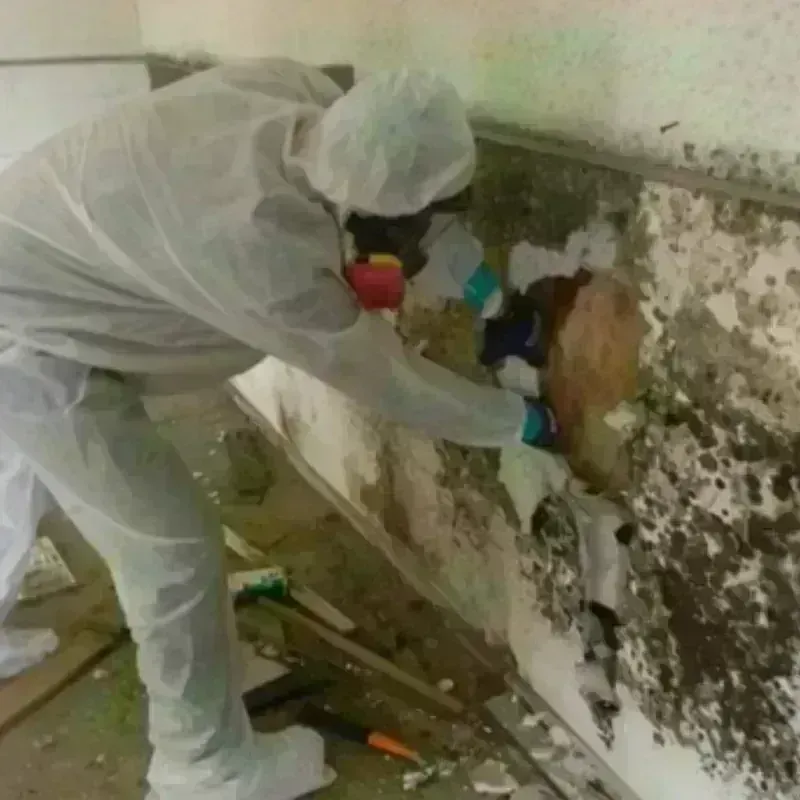 Mold Remediation and Removal in Mineral Wells, WV